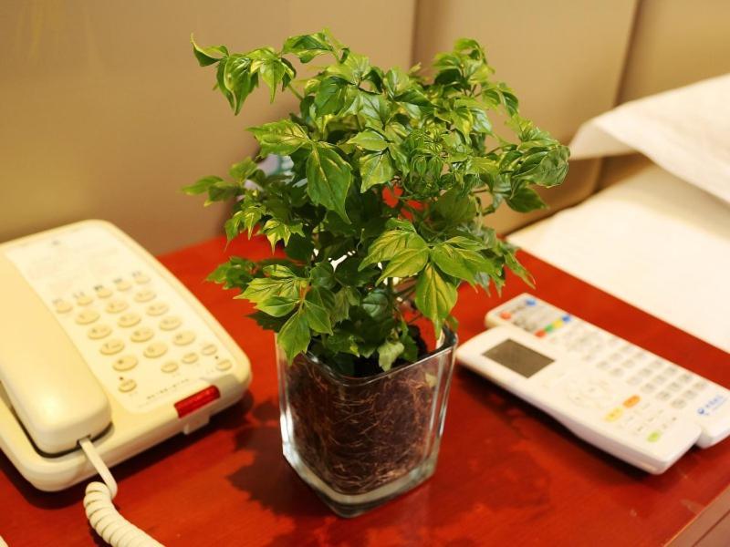 Hotel Greentree Inn Shanghai Gongkang Express Hotel 3*